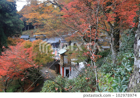 四國聖地第66寺“雲邊寺”正殿附近的秋葉 102978974