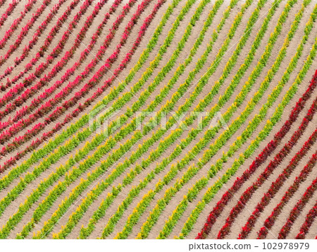 Flower carpet Flower carpet 102978979