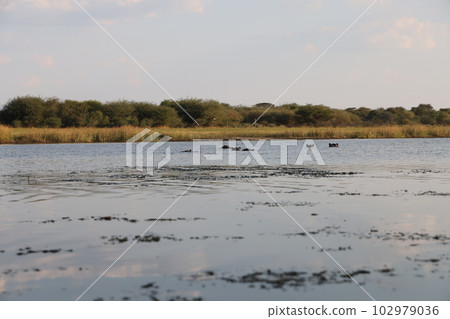 [Botswana] Botteti River 102979036