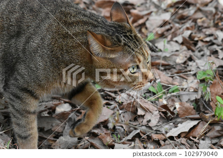 [Shinano Town, Nagano Prefecture] A pheasant cat taking a walk in Kurohime Kogen 102979040
