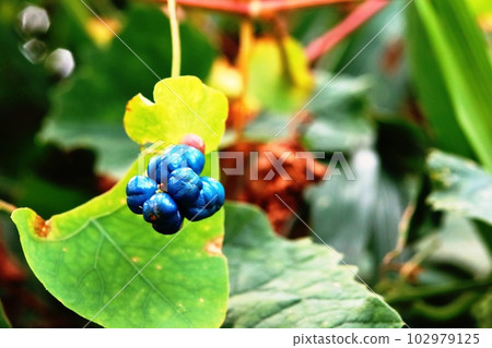 Beautiful lapis lazuli Ishimikawa fruit Beautiful lapis lazuli Ishimikawa fruit 102979125