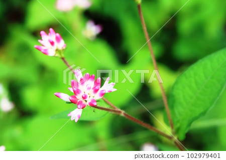 Polygonum thunbergii (Mizosoba) begins to bloom Polygonum thunbergii (Mizosoba) begins to bloom 102979401