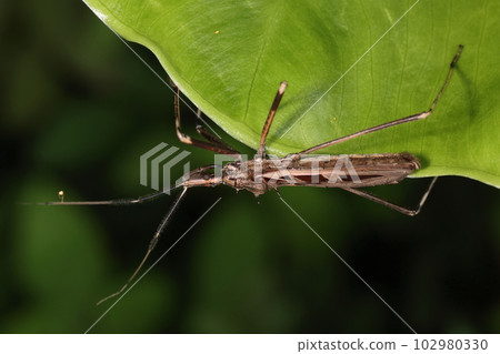 生物、昆蟲、黑腹龜，潛伏在草叢中攻擊它們的獵物。在石垣島、西表島和與那國島都可以看到。 102980330