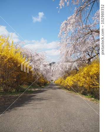 櫻花連翹的春路2 102980352