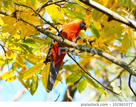 澳大利亞紅玫瑰 澳大利亞紅玫瑰 102981077