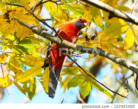 Meals of beautiful red and blue wild birds Meals of beautiful red and blue wild birds 102981080