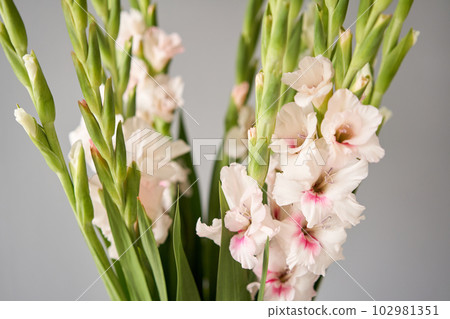 gladiolus in vase. Tender flower petals close up. Natural flower backdrop. Beautiful floral greeting card 102981351