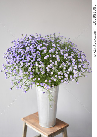 astra flowers in vase. Tender flower petals close up. Natural flower backdrop. Beautiful floral greeting card astra flowers in vase. Tender flower petals close up. Natural flower backdrop. Beautiful floral greeting card 102981389