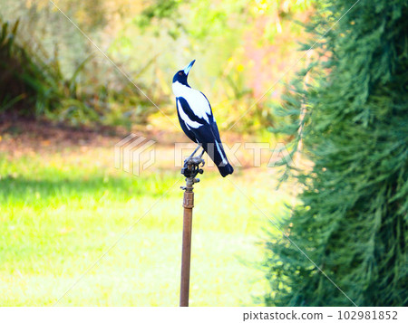 A single magpie looking up at the sky A single magpie looking up at the sky 102981852
