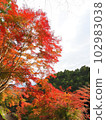 Autumn leaves along the approach to Yoshimine-ji Temple 102983038