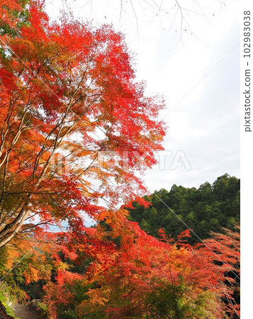 吉峰寺路邊的秋葉 102983038