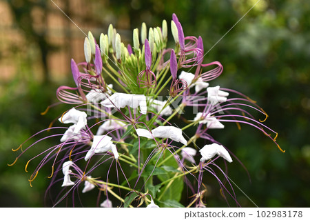 Flower of Creme 102983178