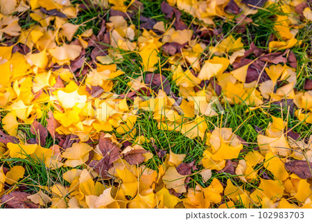 Autumn Carpet ~Fallen Leaves in the Park~ 102983703