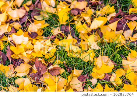 Autumn Carpet ~Fallen Leaves in the Park~ 102983704