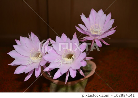 房間裡有一朵美麗的粉紅色仙人掌花 房間裡有一朵美麗的粉紅色仙人掌花 102984141