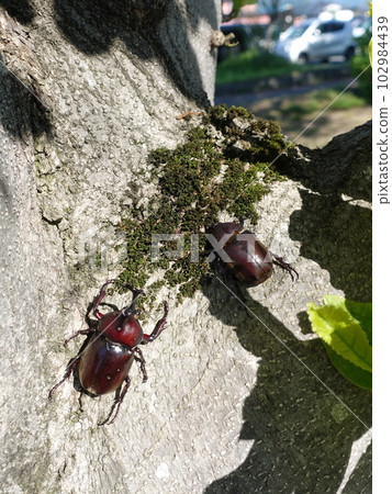 Beetle stag beetle summer vacation child Beetle stag beetle summer vacation child 102984439