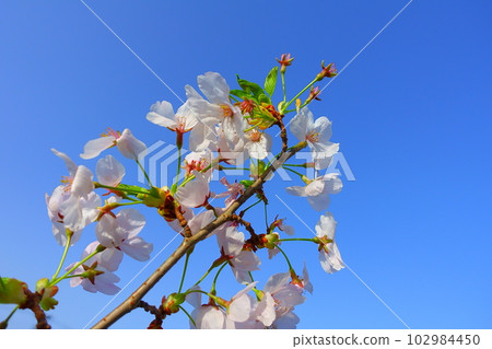 Cherry blossoms in full bloom, cherry blossoms, cherry blossoms, cherry blossoms, Somei Yoshino 102984450