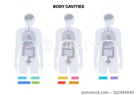 Body cavities poster 102984640