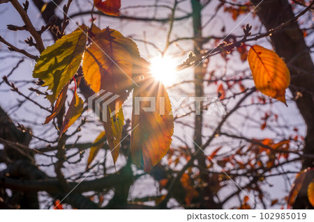 除夕夜~11月的櫻花樹~ 除夕夜~11月的櫻花樹~ 102985019
