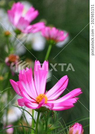 A lovely cosmos flower A lovely cosmos flower 102985151