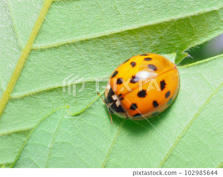 Ladybird (Namitentou) Ladybird (Namitentou) 102985644
