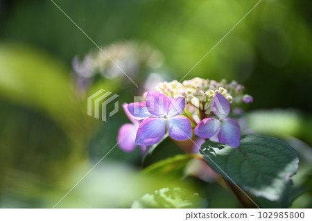 Amacha flowers 102985800