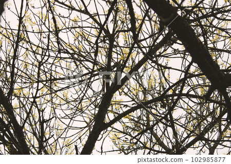 Silhouette of dark tree branches with moss and small leaves in spring sky Silhouette of dark tree branches with moss and small leaves in spring sky 102985877