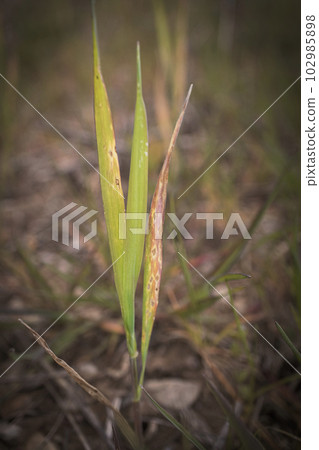 Three long grass leaves on one stem standing tall on dry grassy ground in spring sun with blurry background Three long grass leaves on one stem standing tall on dry grassy ground in spring sun with blurry background 102985898
