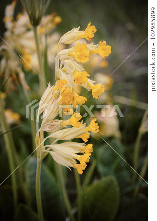 Close up of common cowslips primula veris in bloom on dark grass blurred background Close up of common cowslips primula veris in bloom on dark grass blurred background 102985899