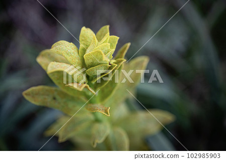 Light green meadow plant with tilted top growing in dark green grass blurred bokeh background 102985903