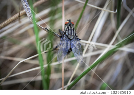 Big black fly with textured back and wings sitting on grass macro photography of an insect Big black fly with textured back and wings sitting on grass macro photography of an insect 102985910