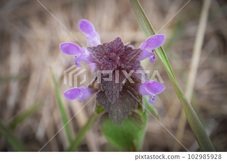 Purple flowers on purple leaf plant Ajuga reptans top down view with brown blurred background of a dry meadow 102985928