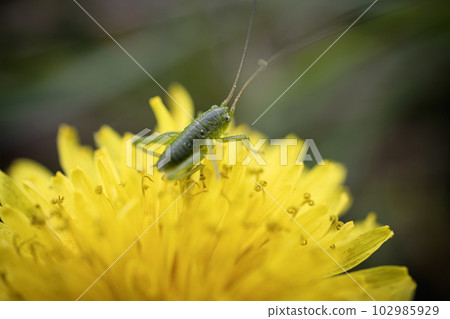 Macro photo of a green grasshopper feeding on a yellow dandelion on blurry green background Macro photo of a green grasshopper feeding on a yellow dandelion on blurry green background 102985929