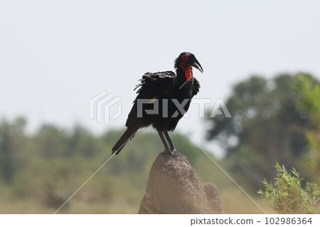 [Botswana] Southern Hornbill 102986364