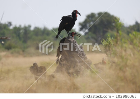 [Botswana] Southern Hornbill 102986365