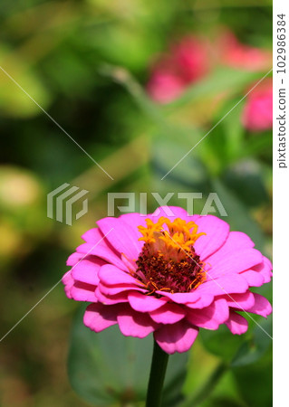 Zinnia flowers in vivid colors Zinnia flowers in vivid colors 102986384