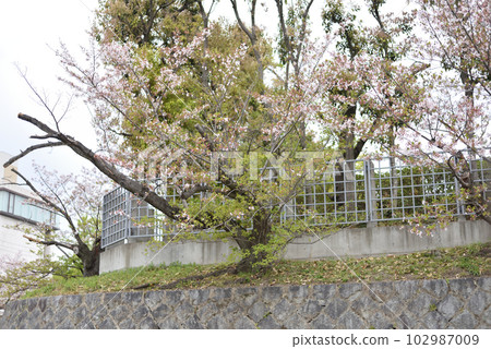 Falling cherry blossoms seen from the riverside Falling cherry blossoms seen from the riverside 102987009