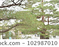 很可能在神社中發現的松樹 102987010