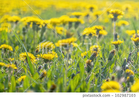 Taraxacum a large genus of flowering plants in the family Asteraceae, which consists of species commonly known as dandelions. 102987103