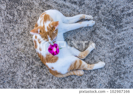 morning glory and cat 102987166