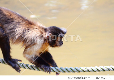 Tightrope walker of tufted capuchin Tightrope walker of tufted capuchin 102987200