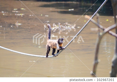 Tufted capuchin monkey crossing a rope Tufted capuchin monkey crossing a rope 102987201