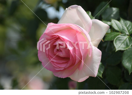 柔和的粉紅玫瑰 Pierre de Ronsard 柔和的粉紅玫瑰 Pierre de Ronsard 102987208