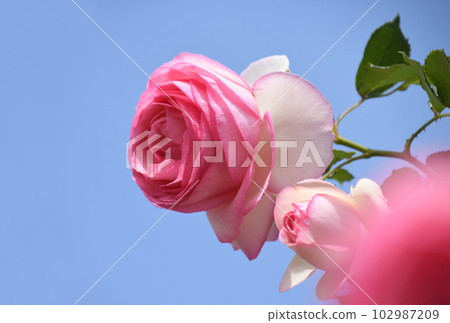 Blue sky and soft pink rose Pierre de Ronsard 102987209