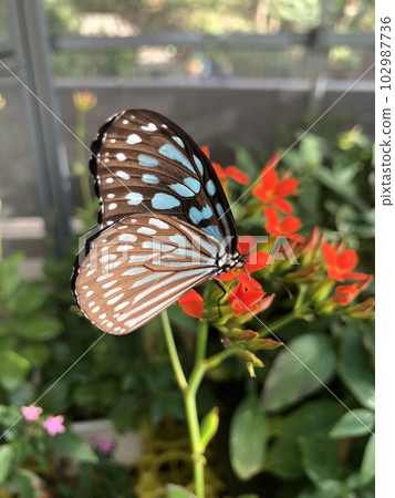 蝴蝶 102987736