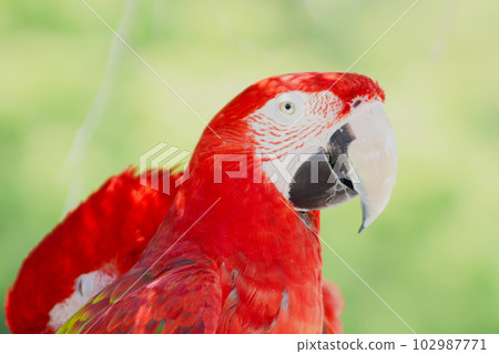 green-winged macaw in zoo green-winged macaw in zoo 102987771