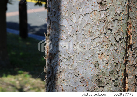 Akinira's bark Akinira's bark 102987775