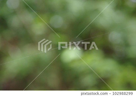 Sparkling spider thread Sparkling spider thread 102988299