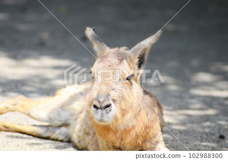 Mara lying down 102988300