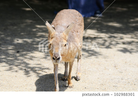 魔羅逼近 102988301